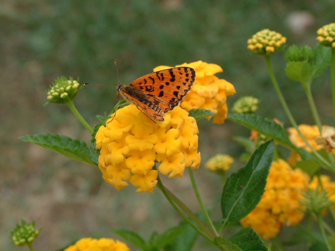 Melitaea didyma